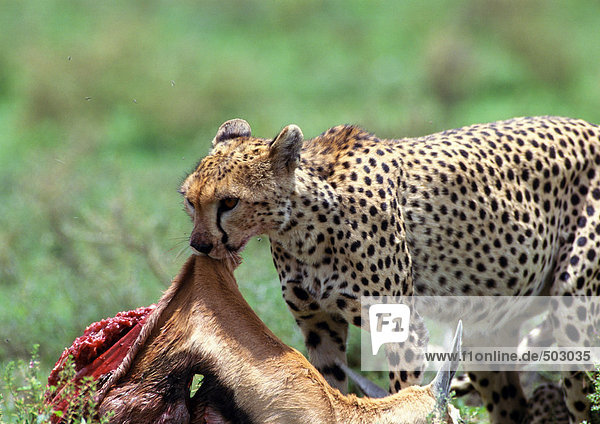 Afrika  Tansania  Geparden fressende Beute