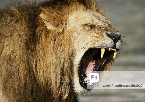 Afrika  Kenia  Löwenzähne  Konzentration auf den Kopf