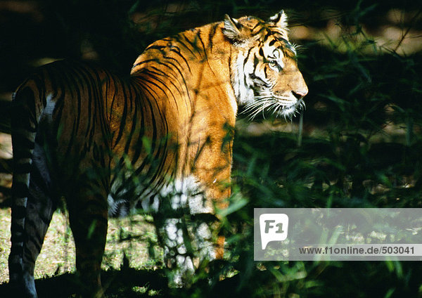 Indien  Tiger