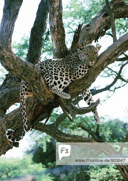Afrika,  Namibia,  Leopard auf Baumästen liegend