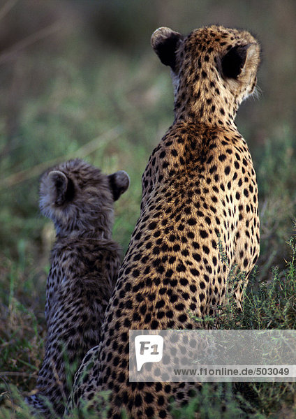 Afrika  Tansania  junger Gepard und erwachsener Gepard  Rückansicht