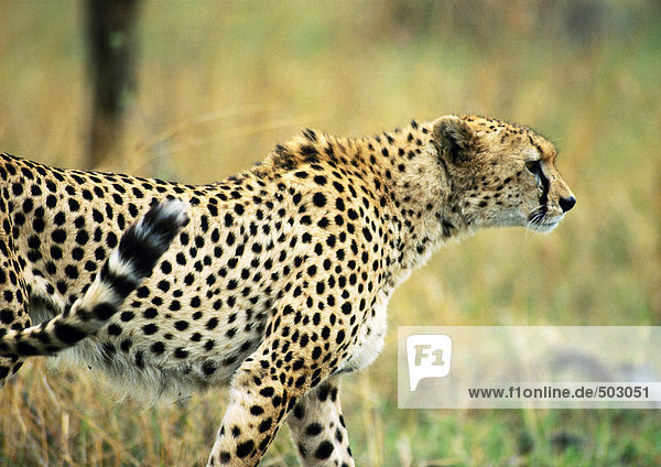 Afrika  Tansania  Gepard  Seitenansicht