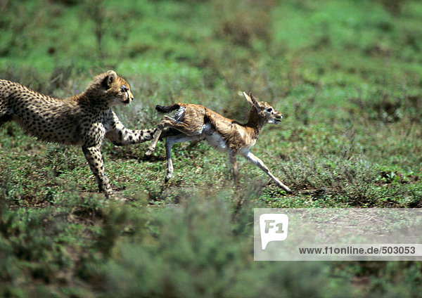 Afrika  Tansania  Gepardenjagd auf Babygazelle