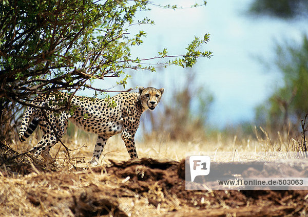 Afrika  Tansania  Geparden