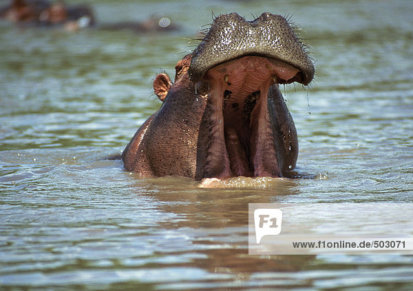 Hippopotamus (Hippopotamus amphibius) öffnet den Mund im Wasser  Tansania