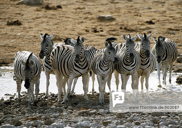 Afrika  Namibia  Zebras stehen vor dem Teich