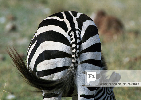 Afrika  Tansania  Zebra  Rückansicht
