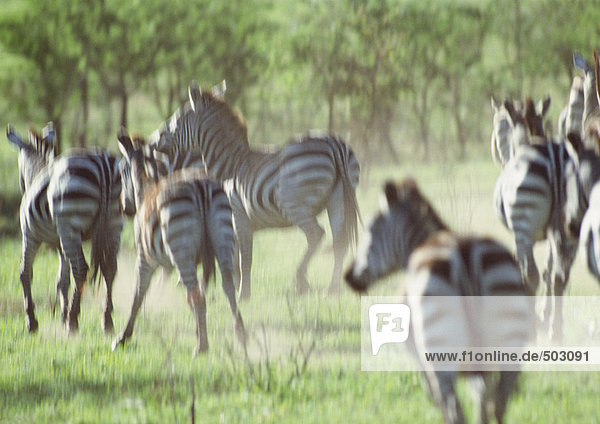 Afrika  Tansania  Zebraherde beim Galoppieren