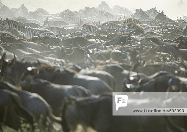 Afrika  Tansania  Herde von Gnus und Zebras