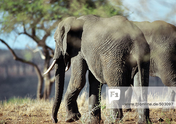 Afrika  Botswana  Elefanten in der Savanne