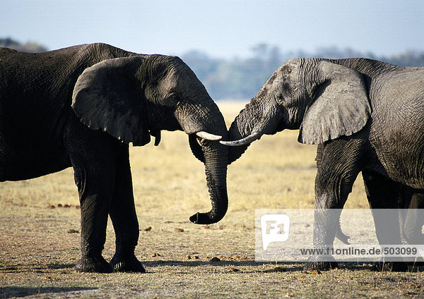 Afrika  Botswana  zwei Elefanten von Angesicht zu Angesicht  Seitenansicht