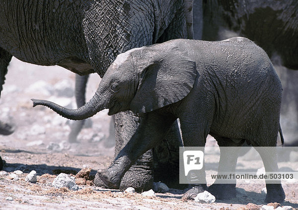 Afrika,  Namibia,  Elefantenkalb,  Seitenansicht
