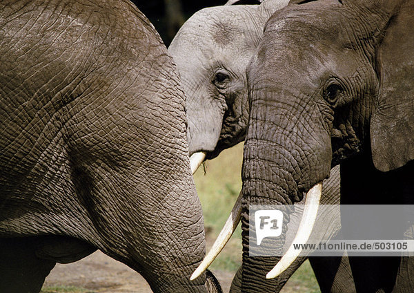 Afrika  Tansania  Elefanten  Nahaufnahme