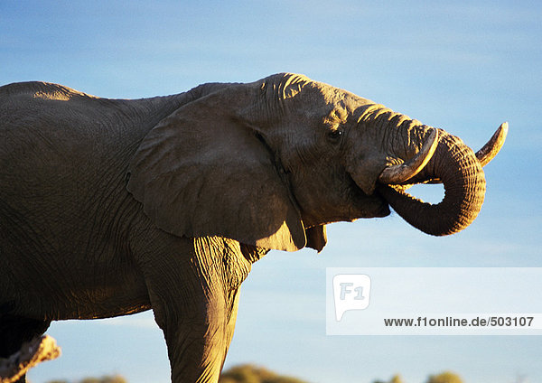 Afrika  Botswana  Elefant mit Rüssel im Mund  Seitenansicht