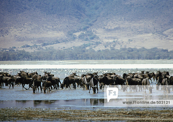 Afrika  Tansania  Herde von Gnus trinkend