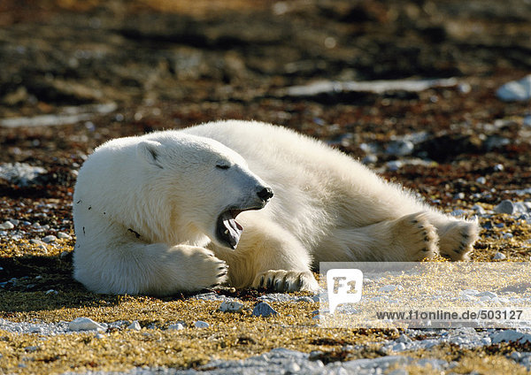 Kanada  Eisbär auf dem Boden liegend  Mund offen