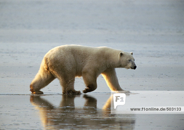 Kanada  Eisbär Walking
