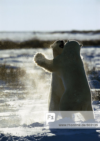 Kanada  zwei Eisbären kämpfen auf Eisscholle