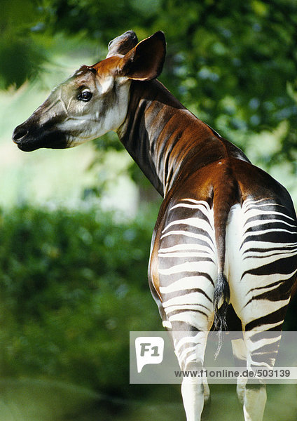 Okapi (Okapia johnstoni) Rückansicht  Demokratische Republik Kongo  Afrika