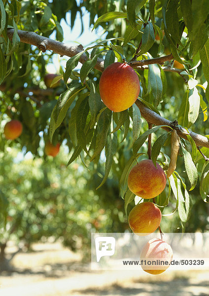 Pfirsiche an Ästen hängend  Obstgarten im Hintergrund