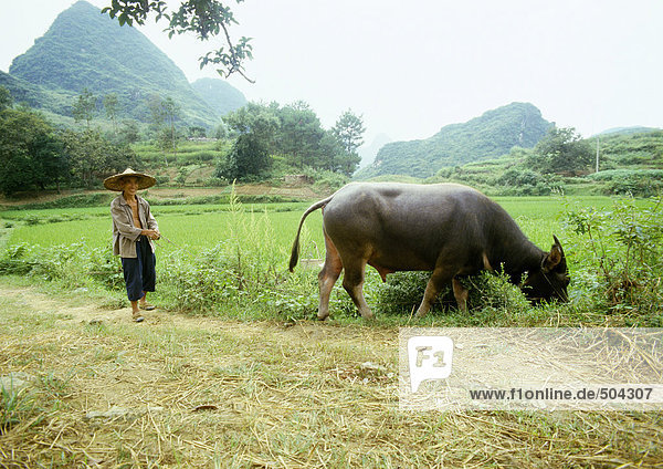 China  Autonome Region Guangxi  Guilin  Mann hinter Wasserbüffel grasend