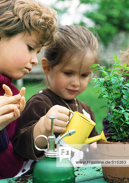 Zwei Kinder gießen Pflanzen  Nahaufnahme