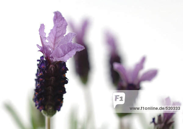 Lavendelblüten Nahaufnahme