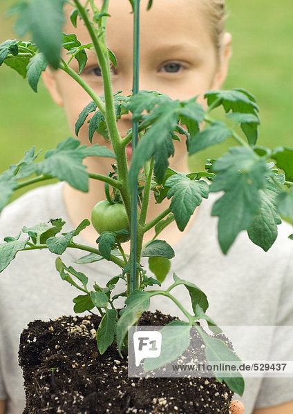 Kind hält Tomatenpflanze