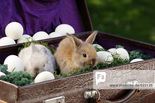 Kaninchen sitzend in Aktentasche mit Eiern  Nahaufnahme