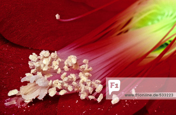 Red blossom  close-up