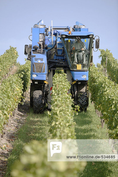 Harvester in vineyard