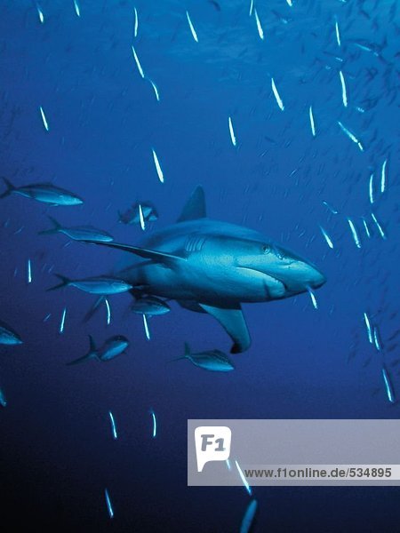 Gray reef shark (Carcharhinus amblyrhynchos) swimming underwater