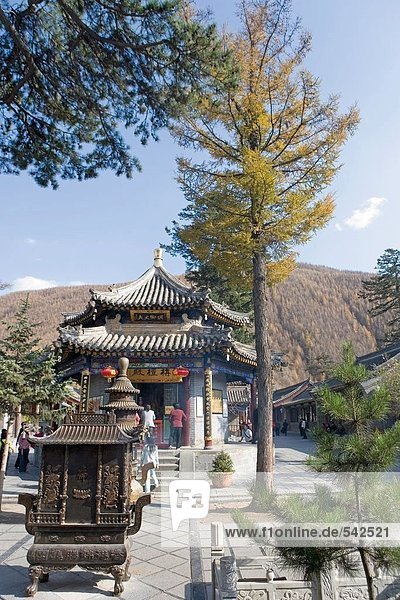 Baum vor der Tempel  Wutai Shan  Provinz Shaanxi  China