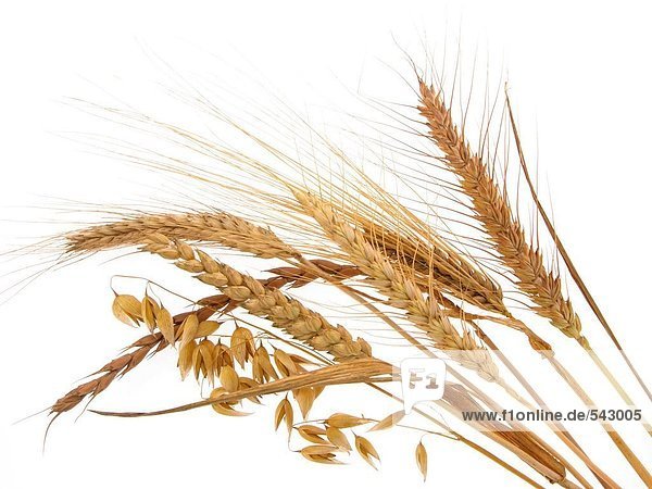 Close-up of wheat stalks