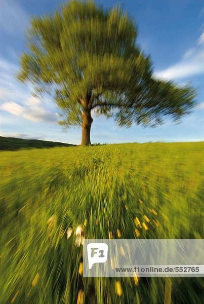 Oak tree in cultivated land  England