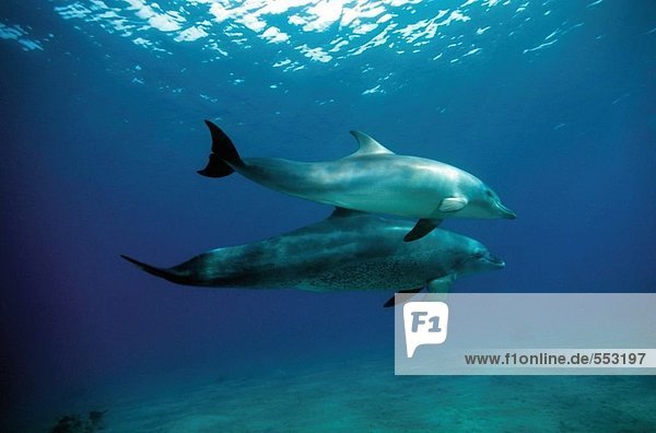 Unterwasseraufnahme 2 Delphin Delphinus delphis schwimmen Flasche Ägypten