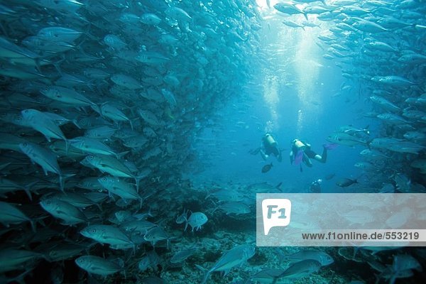 School of jackfish and scuba divers swimming underwater  Borneo  Sipadan Island  Malaysia