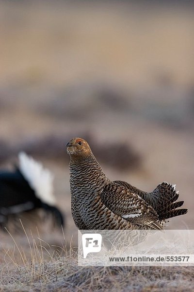 Black Grouse ((Tetrao tetrix) in field