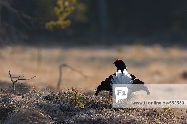 Black Grouse ((Tetrao tetrix) spreading its wings in field
