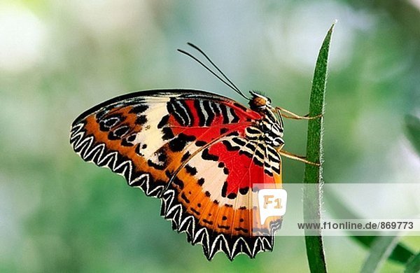 Butterfly (Cethosia Biblis). Deutschland