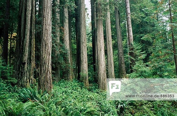 Vereinigte Staaten von Amerika USA Sequoia Kalifornien