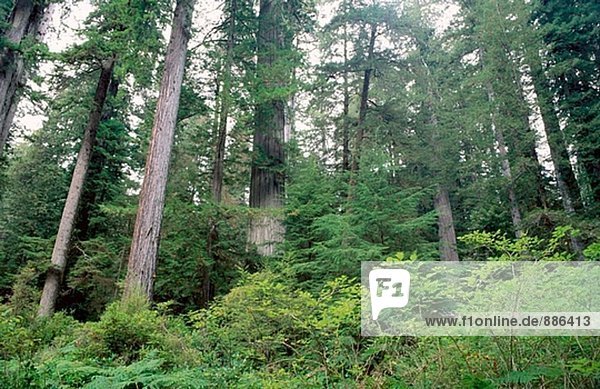 Vereinigte Staaten von Amerika USA Bach Sequoia Kalifornien Prärie