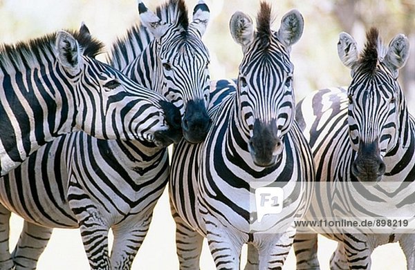 Burchell´s Zebras (Equus Burchelli). Kruger-Nationalpark. Südafrika
