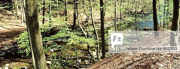 Rotbuche (Fagus Sylvatica) Wald im Frühjahr. Ardennen. Belgien