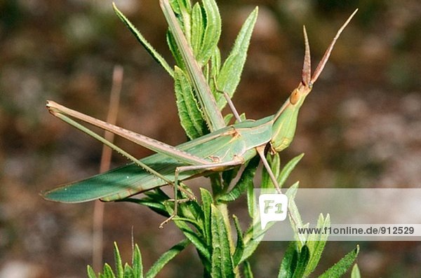Grasshopper (Acrida Hungarica). Parc Natural del Garraf. Provinz Barcelona. Spanien