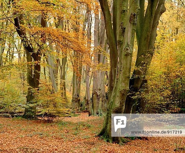 Buchenwald im Herbst. Essex. England