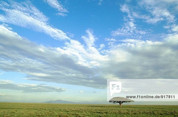 Akazie Baum. Serengeti Nationalpark. Tansania