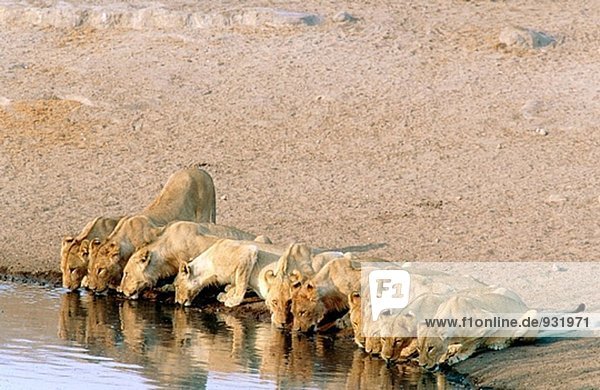 Löwen (Panthera Leo) trinken aus einem Wasserloch. Namibia. Afrika