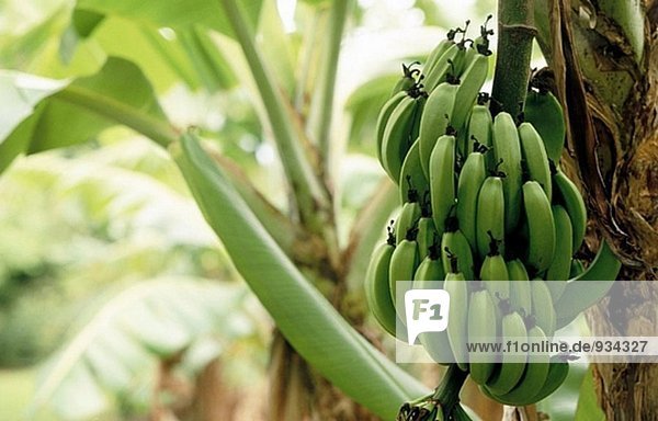 Banane grün Insel Koch Rarotonga