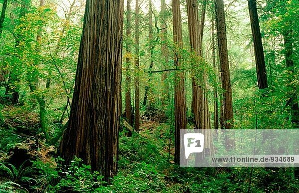 Redwood (Sequoia Sempervirens) Wald. Muir Woods Nationalmonument. Marin County. Kalifornien. USA